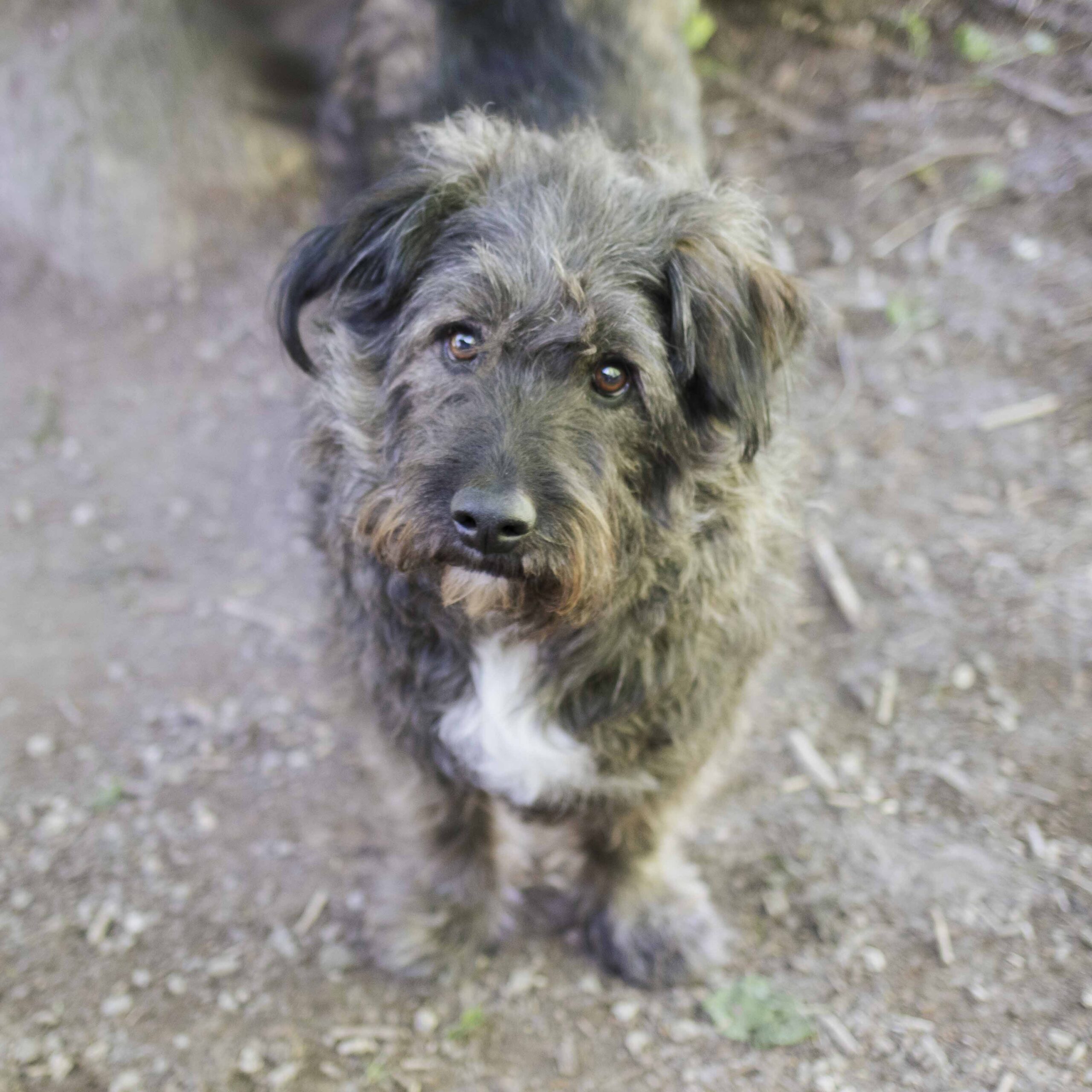 Samson
